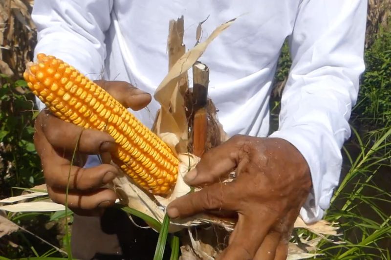 polda-kalsel-panen-raya-41-ton-jagung-di-lahan-seluas-78-hektare