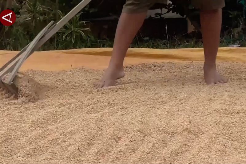bulog-papua-dan-papua-barat-serap-14920-ton-beras-dari-merauke