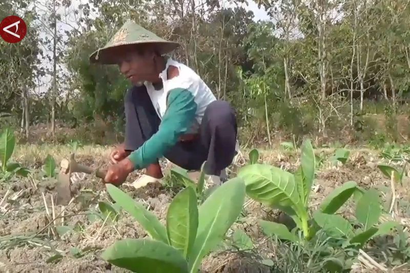 Kemarau basah, Dispertan Madiun minta petani tembakau undur masa tanam