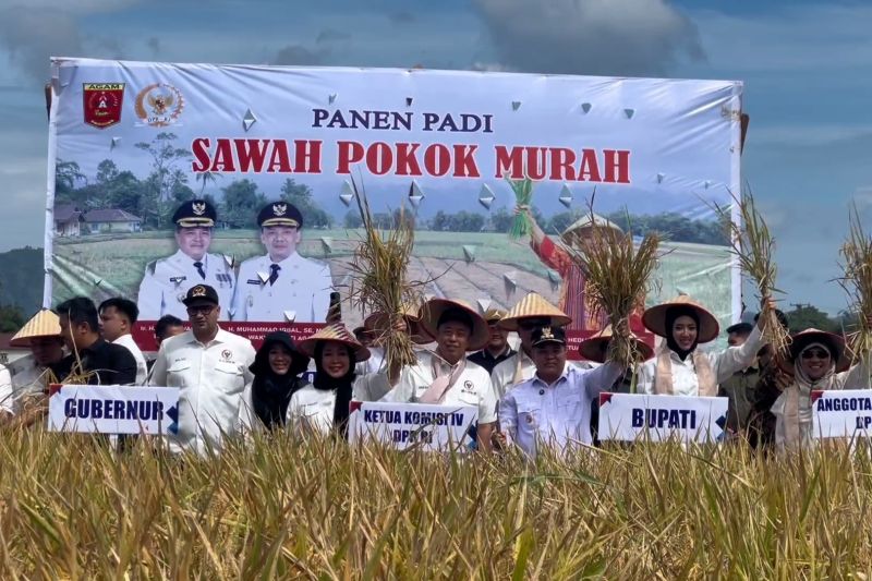 Sumbar uji metode Sawah Pokok Murah, hasil panen diklaim naik 10%