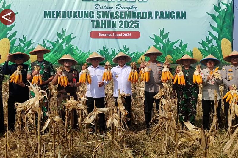 Panen 989,8 ton jagung hasil kolaborasi Polda Banten dan petani