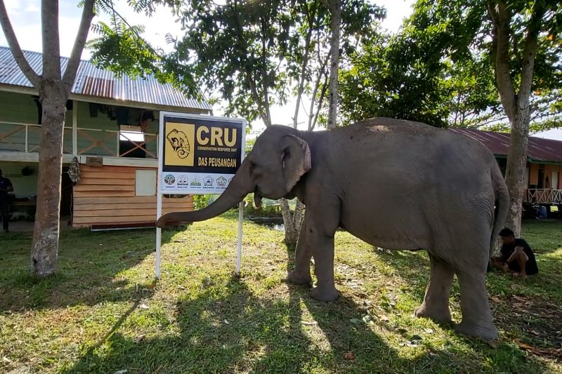 Konflik warga-gajah di Bener Meriah, Pemerintah Aceh ambil tindakan