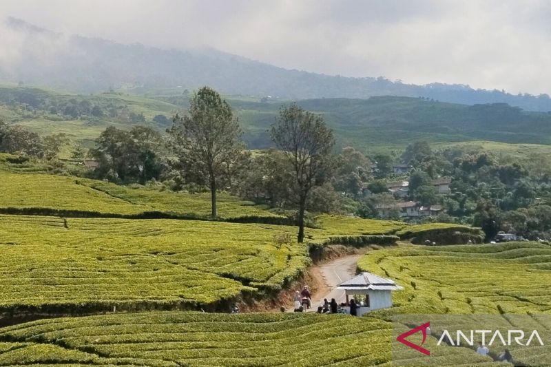    Dempo Memanggil: Lebih dari Seribu Pendaki Taklukkan Puncak di Juni 2025! 