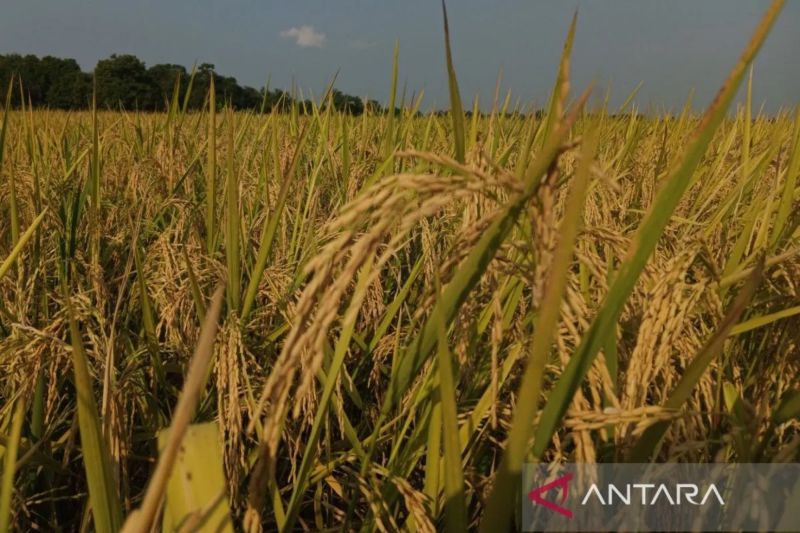 bps-memprediksi-produksi-padi-capai-498-juta-ton-gkg-pada-mei-2025