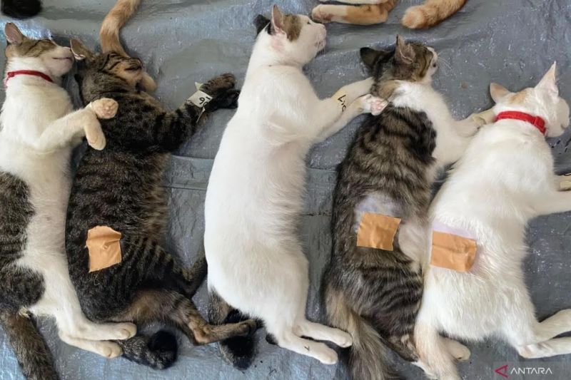 8-ciri-ciri-kucing-sedang-birahi-dan-cara-mengatasinya