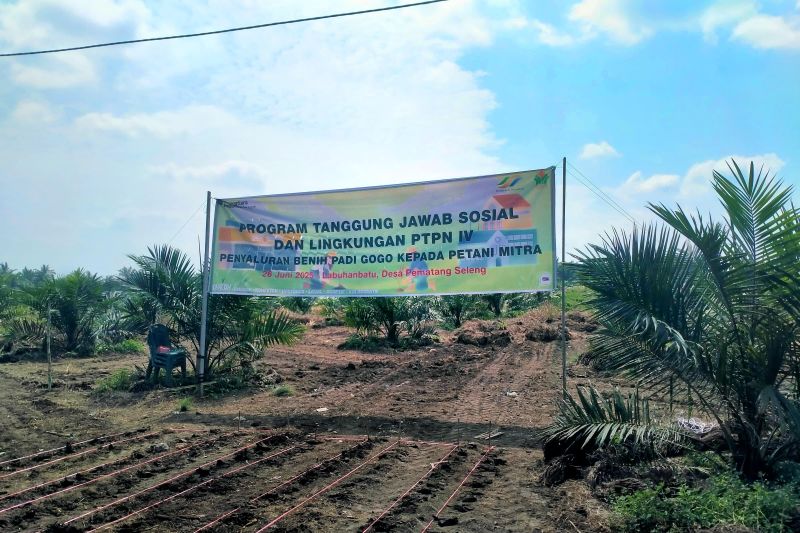ptpn-iv-pacu-swasembada-pangan-lewat-bantuan-22-ton-benih-padi