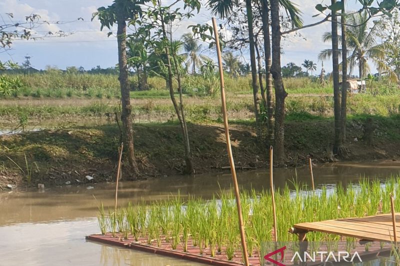    Operasi Pangan Sriwijaya: TNI Genjot Cetak Sawah, Sumsel Target 4 Juta Ton Beras! 