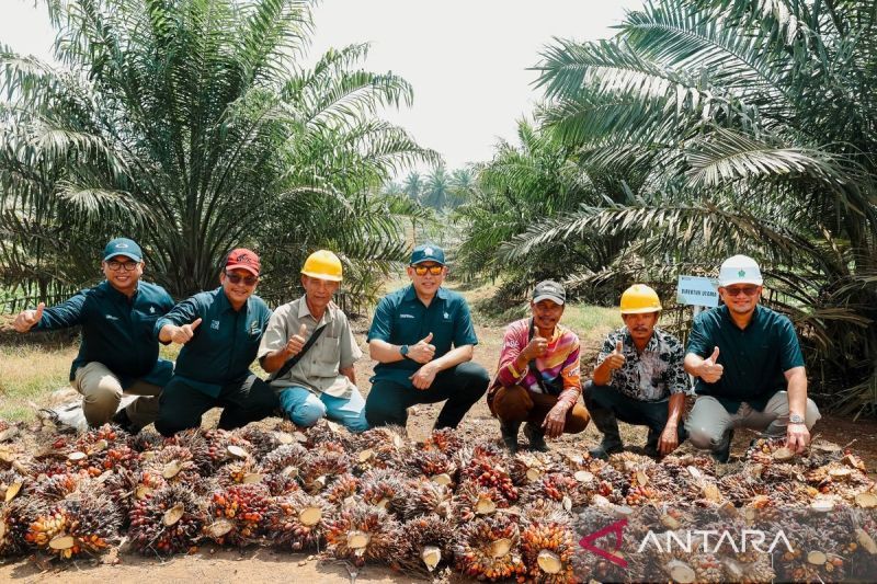ptpn-iv-ajak-masyarakat-selamatkan-lingkungan-lewat-pembelian-karbon