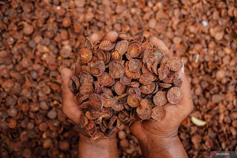 Ragam manfaat buah pinang untuk kesehatan tubuh serta bahayanya