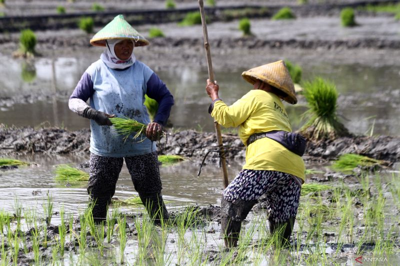 ketika-gates-dan-bezos-jadi-petani