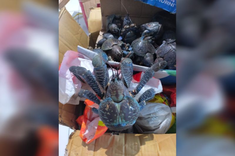 Karantina Sulut gagalkan penyelundupan ketam kenari