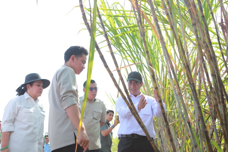 mentan-targetkan-replanting-tebu-500-ribu-ha-dalam-tiga-tahun