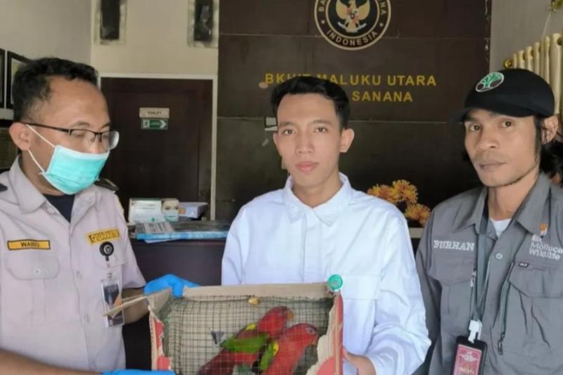 BKSDA Maluku terima penyerahan satwa dilindungi dari BKHIT Malut