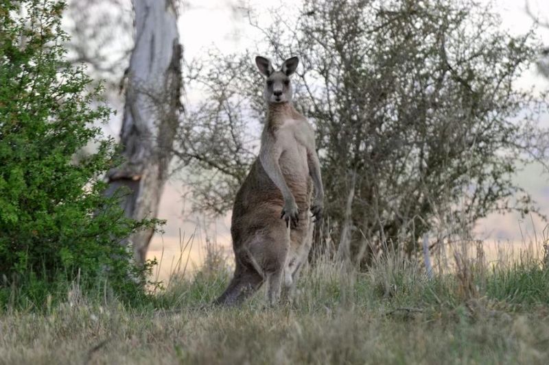 Australia khawatir soal tarif produk farmasi yang dikenakan AS