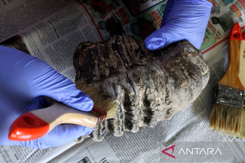 Mengintip konservasi fosil gajah purba di Museum Trinil Ngawi