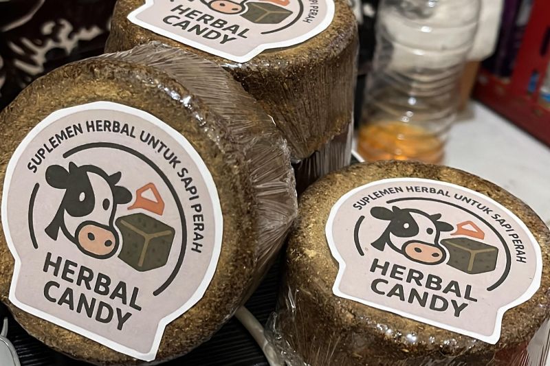 Mahasiswa UMM sulap ampas jamu jadi suplemen pakan ternak sapi perah