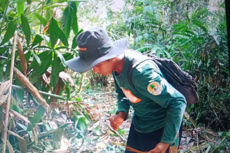 BKSDA musnahkan tali jerat jaga kelestarian di Cagar Rimbo Panti 