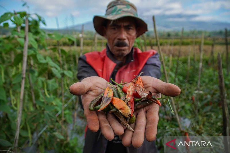 anomali-cuaca-kemarau-basah-berdampak-buruk-pada-hasil-panen-pertanian