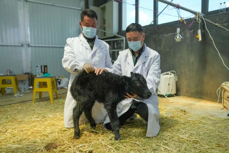 Bayi yak hasil kloning lahir di China
