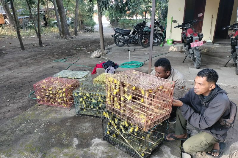 BKSDA NTT gagalkan pengiriman 1.260 ekor burung dilindungi ke Surabaya