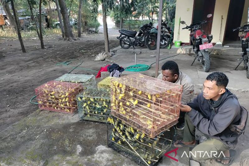 BKSDA NTT gagalkan pengiriman 1.260 ekor burung dilindungi ke Surabaya