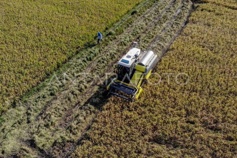 harga-gabah-capai-rp7500-per-kg-petani-mengaku-tak-semua-diuntungkan