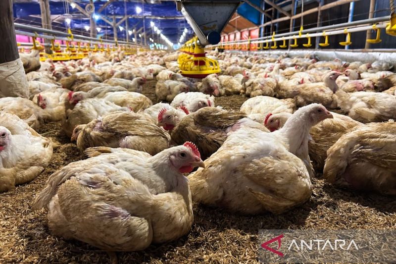 kementan-ri-telah-mencapai-swasembada-daging-ayam-dan-telur-ayam