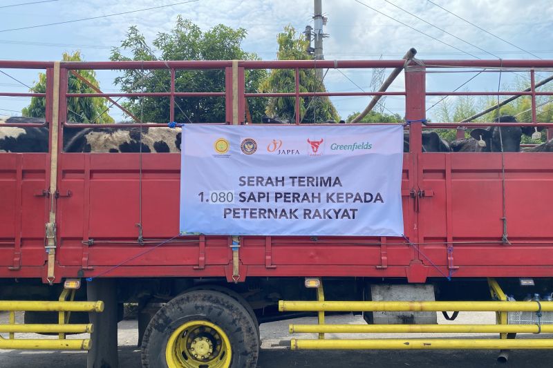 khofifah-1080-sapi-bunting-impor-perkuat-upaya-swasembada-susu
