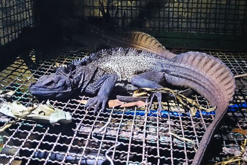 Kemenhut amankan ratusan satwa liar diselundupkan di Tanjung Perak