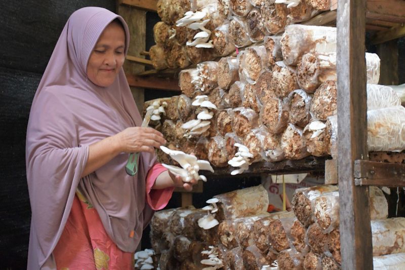 sig-bantu-sekolah-perempuan-budidaya-jamur-tiram-di-padang