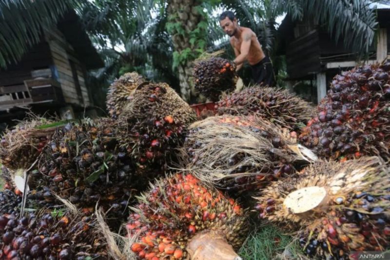 harga-tbs-kelapa-sawit-petani-di-riau-kembali-naik-signifikan