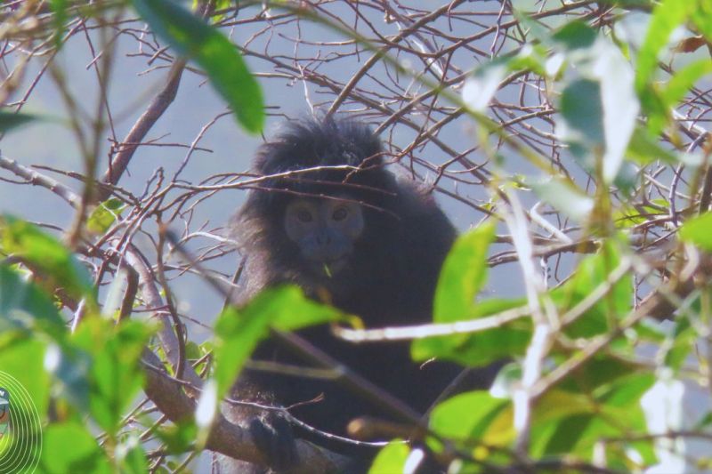 Kemenhut lepasliarkan tiga individu lutung Jawa di SM Nusa Barung