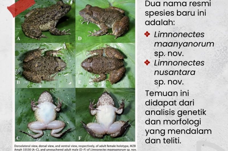 BRIN temukan dua spesies baru katak bertaring di Kalselteng