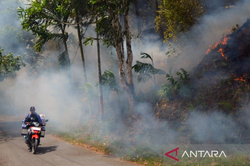 300 hektare hutan dan perkebunan di Solok terbakar, sebagain mulai dekati permukiman