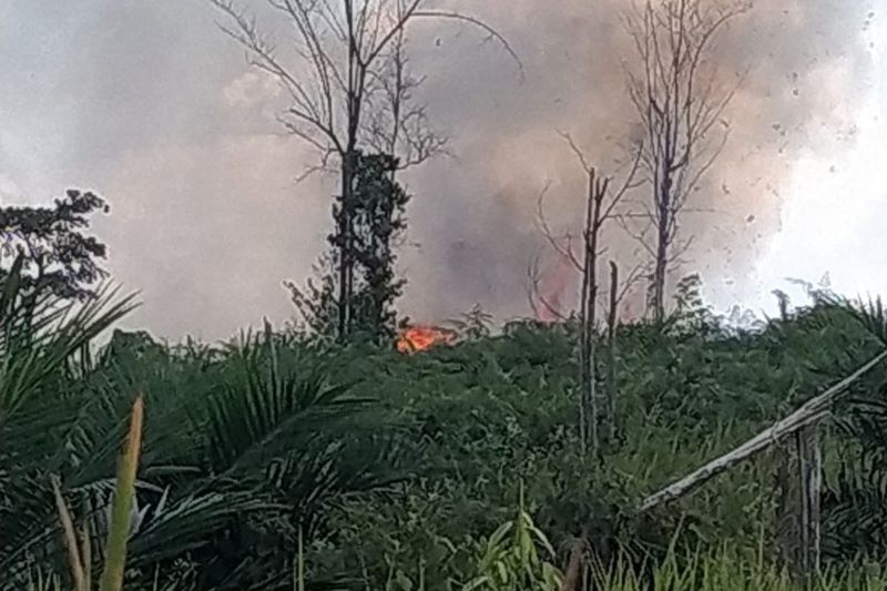 Tahura Sultan Thaha Syaifuddin di Batang Hari Jambi terbakar