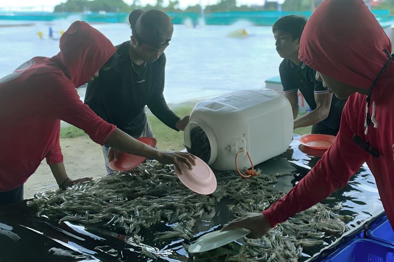 aquarev-bantu-petambak-kecil-tingkatkan-produksi-udang-berkelanjutan