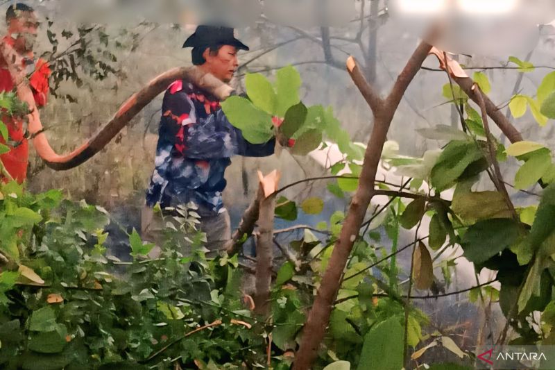 Lahan gambut di dua desa OKU Sumsel terbakar Rabu dini hari
