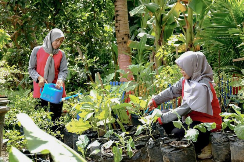 sig-ubah-limbah-ternak-sapi-jadi-uang-libatkan-879-perempuan