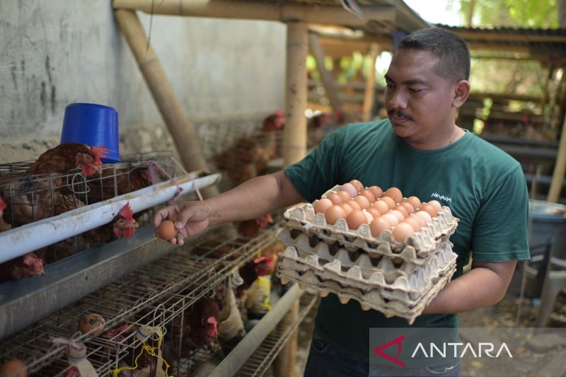 Jalan lapang peternak telur Waingapu dalam pelukan MBG