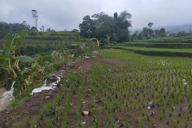 bptph-jabar-pastikan-sawah-terdampak-bencana-masih-bisa-berproduksi