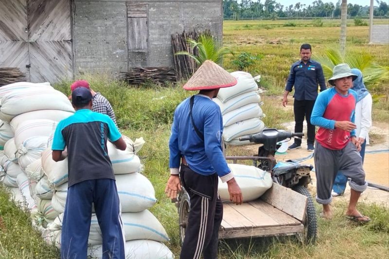 produksi-beras-konsumsi-diprediksi-capai-228-juta-ton-juni-2025