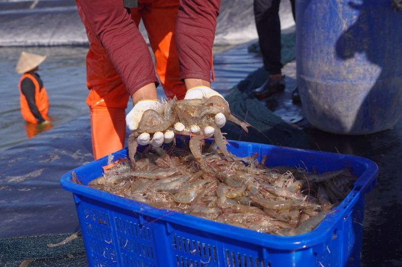 kkp-penerapan-cbib-pacu-produktivitas-budidaya-udang-di-kebumen