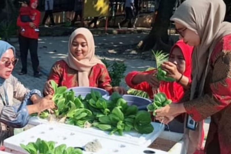 Bangun ketahanan pangan, Kepulauan Seribu gelorakan budidaya sayuran