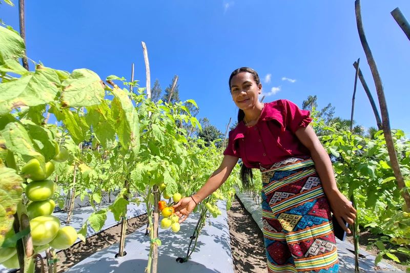 Cerita Yunita menjadi petani sukses di desanya di TTS