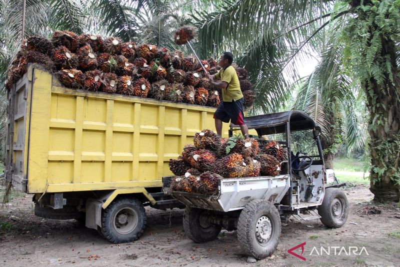 pakar-ingatkan-pemilihan-mitra-kso-pengaruhi-produktivitas-sawit