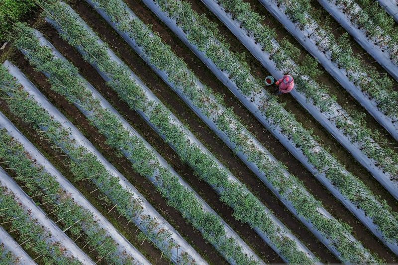 RI tegaskan transisi energi dan iklim sebagai prioritas nasional
