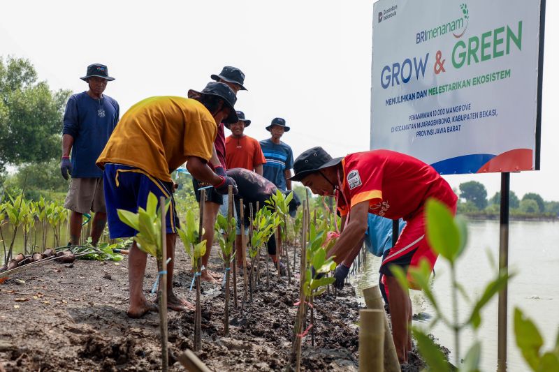 BRI berkomitmen selamatkan lingkungan lewat perbaikan ekosistem pesisir