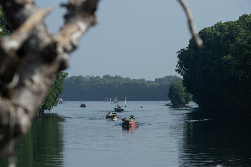 Album Asia: Menengok pesona hutan bakau di Bekasi, Jawa Barat
