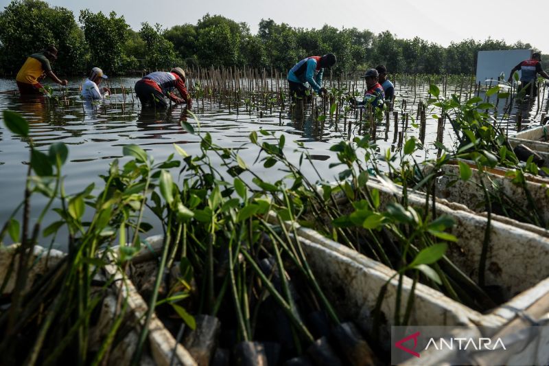 PP Ekosistem Mangrove jadi panduan ketahanan pangan nasional