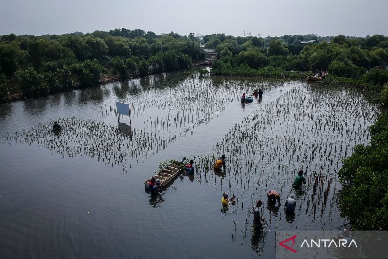 Penanaman bibit mangrove untuk pelestarian ekosistem pesisir di Tangerang